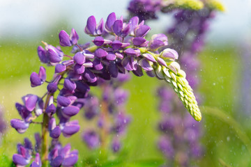 beautiful blue blooming lupine with drops of water or rain