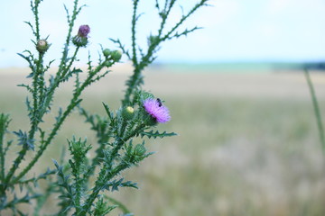 flowers on background of blue sky