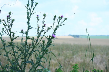 flowers and blue sky