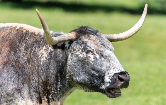 Close up photo of Longhorn Cattle in the UK