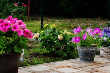 Nice colorful garden flowers in a pots.