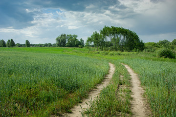 Fototapeta na wymiar Dirt road through green fields, coppice on horizon and clouds on the sky