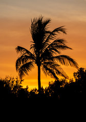 Silhouette coconut palm trees on beach at sunset