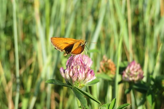 Skipper butterfly on clover flower in the meadow, closeup