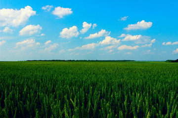 Obraz premium Green field and blue sky background. Landscape, nature concept. Nature Background. 
