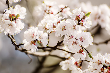 Apricot tree flower