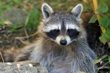 Portrait de raton laveur