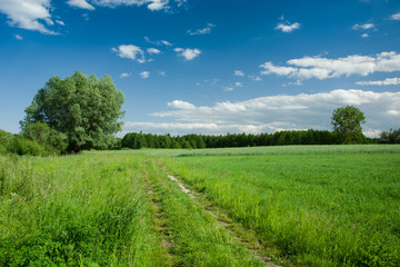 Overgrown with grass dirt road, trees and clouds on blue sky