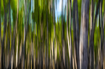 Abstract photo of trees