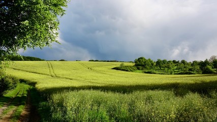 Rapsfeld im Bergischen Land am Abend