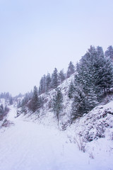 Snow covered trail leading uphill with evergreen trees and an overcast sky above