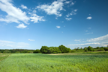 Green cereal in a field, forest and clouds on a blue sky