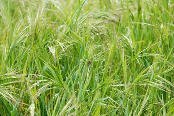 green grass with dew, ears of corn and beetle