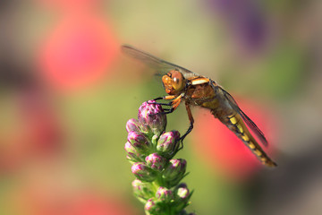 colorful dragonfly sitting on plant