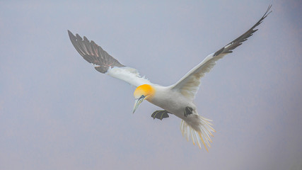 Gannets At Bempton Cliffs