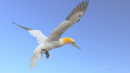Gannets At Bempton Cliffs