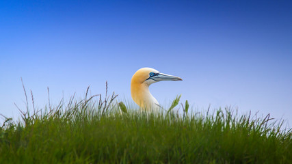 Gannets At Bempton Cliffs
