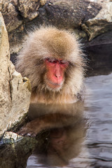 japanese macaque warms up in hot water