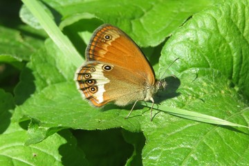 Beautiful gatekeeper butterfly on green leafs in the garden, closeup 