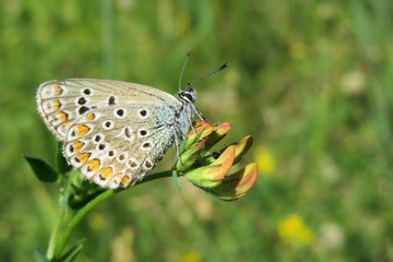 Beautiful polyommatus butterfly on lotus corniculatus flowers in the meadow, closeup