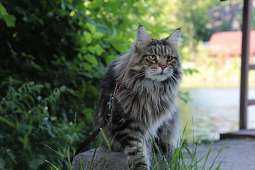 Naklejka na ściany i meble Maine Coon cat on leash explores summer street outdoor