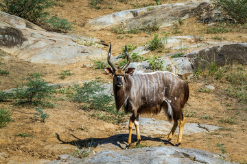 Nyala in Kruger National park, South Africa ; Specie Tragelaphus angasii family of Bovidae