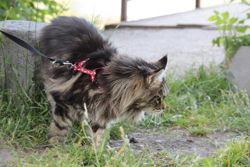 Naklejka na ściany i meble Maine Coon cat on leash explores summer street outdoor