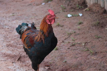 Gallo en el campo