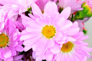 Obraz premium flower, pink, nature, flowers, daisy, blossom, chrysanthemum,