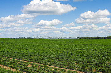 Fototapeta na wymiar Potato field irrigated by a pivot sprinkler system