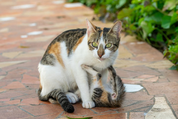 Calico tortoiseshell kitten feeding and being groomed by mother cat