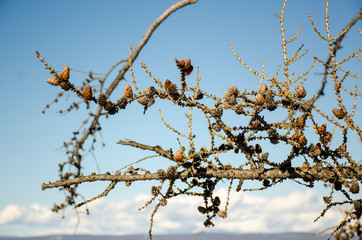 Tiny pine cones against blue sky