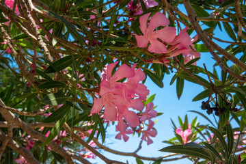 The pink oleanders is by the shore near the sea. The concept of tourism and recreation. Background