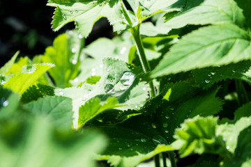 Green tropical leaves with water drops background. Summer garden.