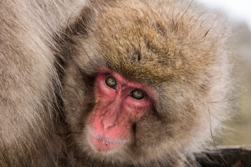 Obraz premium japanese macaque in snow in jigokudani at nagano