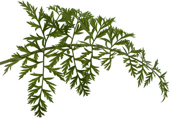 Green leafs of carrot, isolated on white background