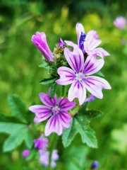 Fototapeta premium purple flowers in the garden