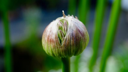 Allium, Zierlauch von der Knospe zur Blüte