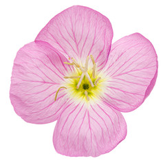 Flower of pink Evening Primrose, lat. Oenothera, isolated on white background