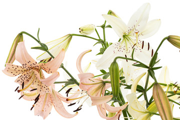 Fototapeta na wymiar Bouquet of lily flower, isolated on white background