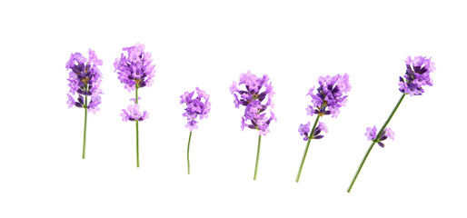 Set of lavender flowers elements on a white background, isolated.