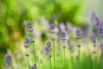 Lavender blooming. Lavender background, selective focus