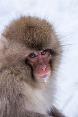japanese macaque in snow in jigokudani at nagano