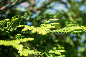 Fresh tree branches in the forest with blured background.