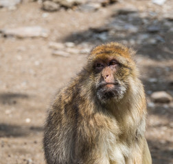 Close up portrait of Barbary macaque, Macaca sylvanus, looking to the camera, selective focus, copy space for text.