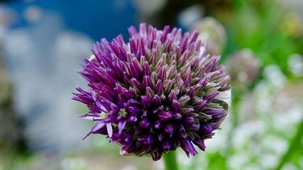 Allium, Zierlauch von der Knospe zur Bl&uuml;te
