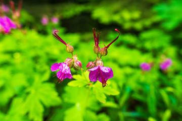 Blossom Geranium flower