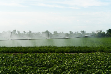 Agricultural irrigation system watering green field on sunny summer day. Watering the harvest