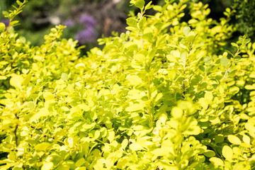 Berberis thunbergii 'Aurea' close up photo with blue sky.