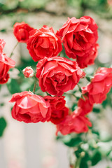 Beautiful red garden roses near white fence.